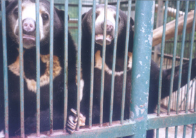 bear.JPG (49638 bytes)