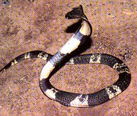 animal.JPG (38667 bytes)