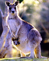 animal.JPG (22597 bytes)