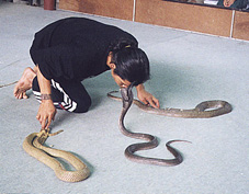 fdeadly.jpg (30248 bytes)