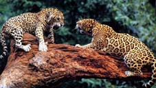 animal.jpg (19816 bytes)