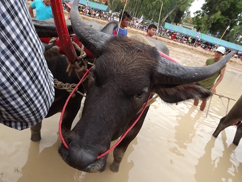 Buffalo races prove popular once again in Pattaya