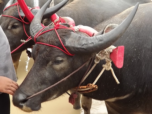 Buffalo races prove popular once again in Pattaya