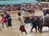 Buffalo races prove popular once again in Pattaya