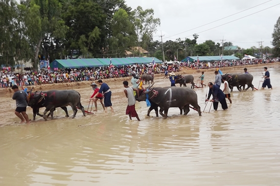 Buffalo races prove popular once again in Pattaya