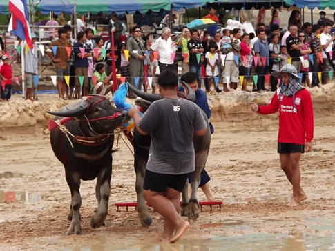 Buffalo races prove popular once again in Pattaya