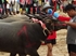 Buffalo races prove popular once again in Pattaya