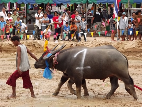 Buffalo races prove popular once again in Pattaya