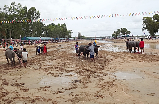 Buffalo races prove popular once again in Pattaya