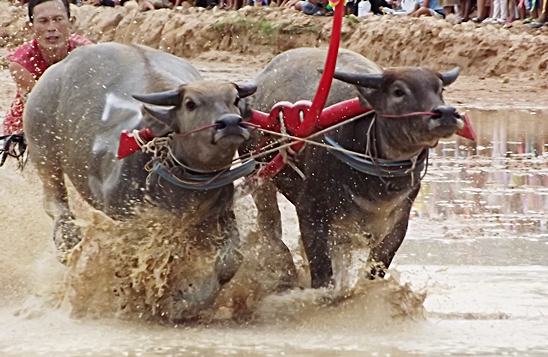 Buffalo races prove popular once again in Pattaya