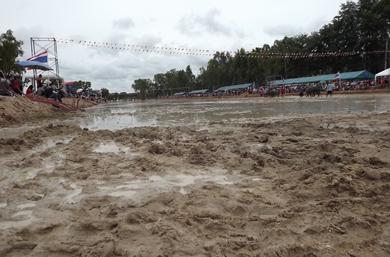 Buffalo races prove popular once again in Pattaya