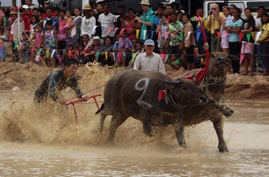 Buffalo races prove popular once again in Pattaya