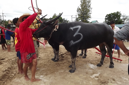 Buffalo races prove popular once again in Pattaya