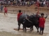 Buffalo races prove popular once again in Pattaya