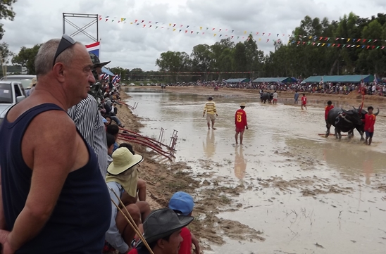 Buffalo races prove popular once again in Pattaya