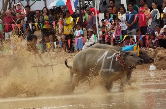 Buffalo races prove popular once again in Pattaya