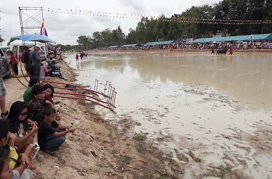 Buffalo races prove popular once again in Pattaya