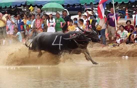 Buffalo races prove popular once again in Pattaya