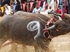 Buffalo races prove popular once again in Pattaya