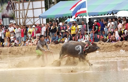 Buffalo races prove popular once again in Pattaya