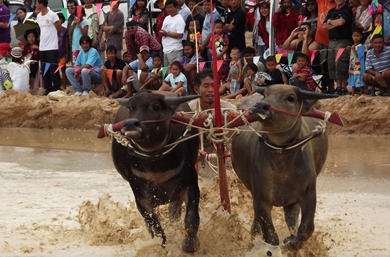 Buffalo races prove popular once again in Pattaya