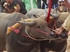 Buffalo races prove popular once again in Pattaya