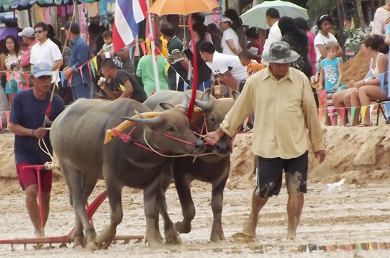 Buffalo races prove popular once again in Pattaya