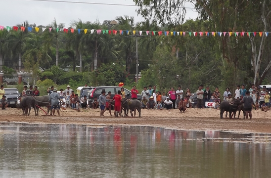Buffalo races prove popular once again in Pattaya