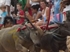 Buffalo races prove popular once again in Pattaya