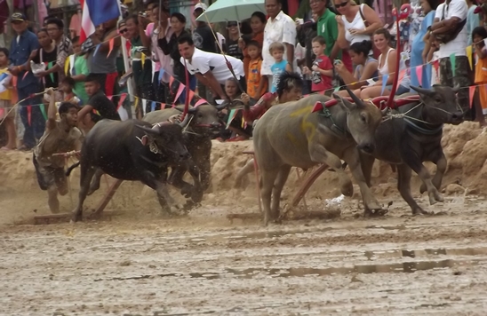 Buffalo races prove popular once again in Pattaya