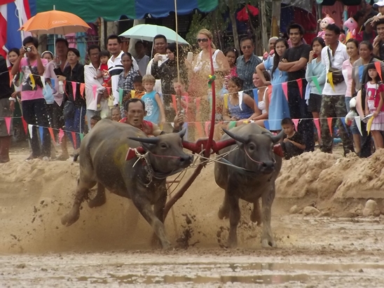 Buffalo races prove popular once again in Pattaya
