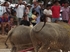 Buffalo races prove popular once again in Pattaya