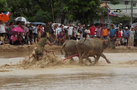 Buffalo races prove popular once again in Pattaya