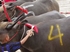 Buffalo races prove popular once again in Pattaya