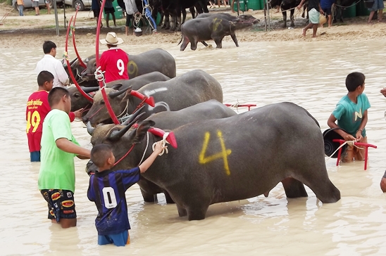 Buffalo races prove popular once again in Pattaya
