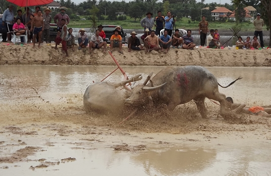 Buffalo races prove popular once again in Pattaya
