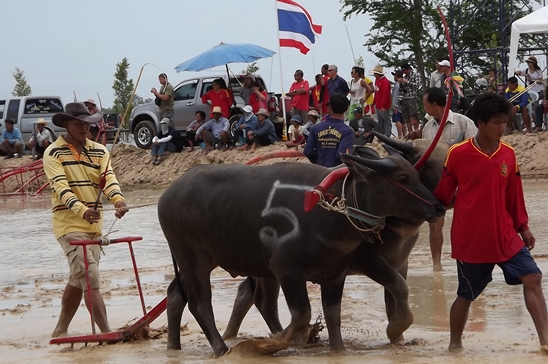 Buffalo races prove popular once again in Pattaya