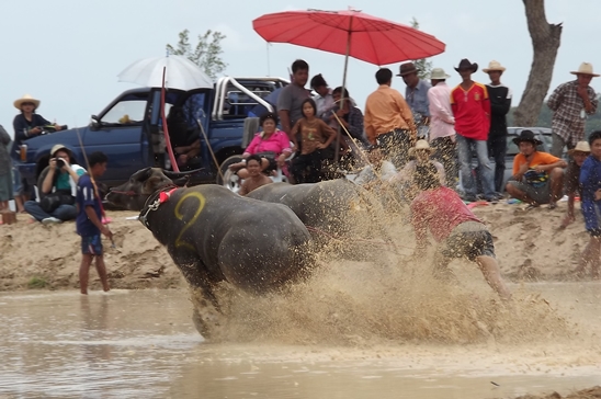 Buffalo races prove popular once again in Pattaya