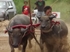 Buffalo races prove popular once again in Pattaya