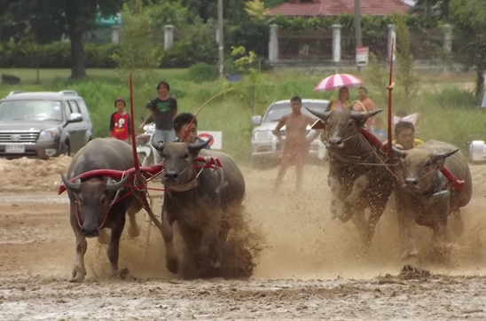Buffalo races prove popular once again in Pattaya