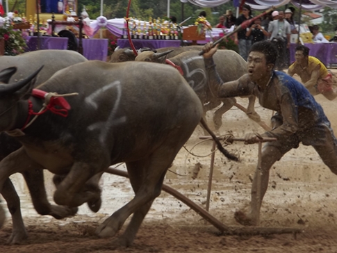 Buffalo races prove popular once again in Pattaya