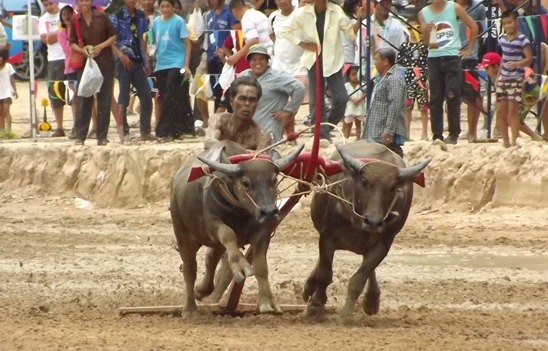 Buffalo races prove popular once again in Pattaya