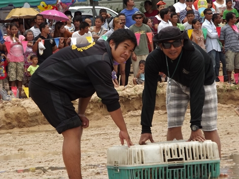 Buffalo races prove popular once again in Pattaya