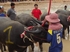 Buffalo races prove popular once again in Pattaya
