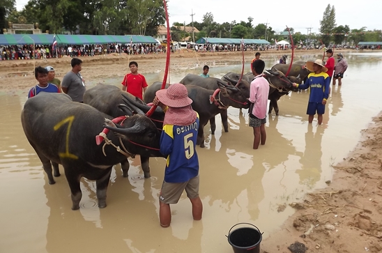 Buffalo races prove popular once again in Pattaya