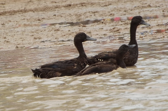 Buffalo races prove popular once again in Pattaya