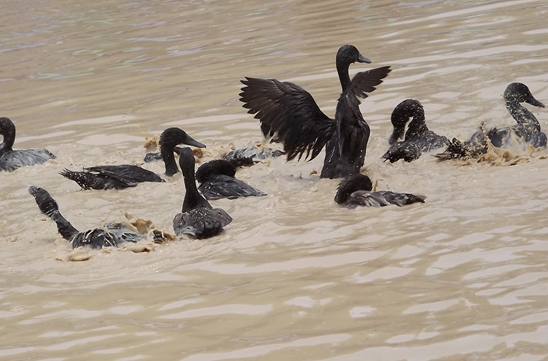Buffalo races prove popular once again in Pattaya