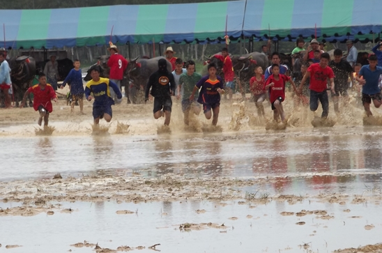 Buffalo races prove popular once again in Pattaya