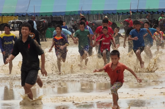 Buffalo races prove popular once again in Pattaya