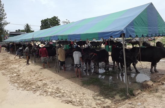 Buffalo races prove popular once again in Pattaya